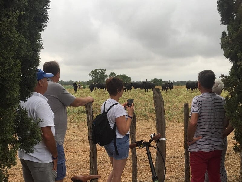 Quatre personnes debout près d'une clôture en bois regardant un troupeau de vaches dans un champ sous un ciel nuageux.