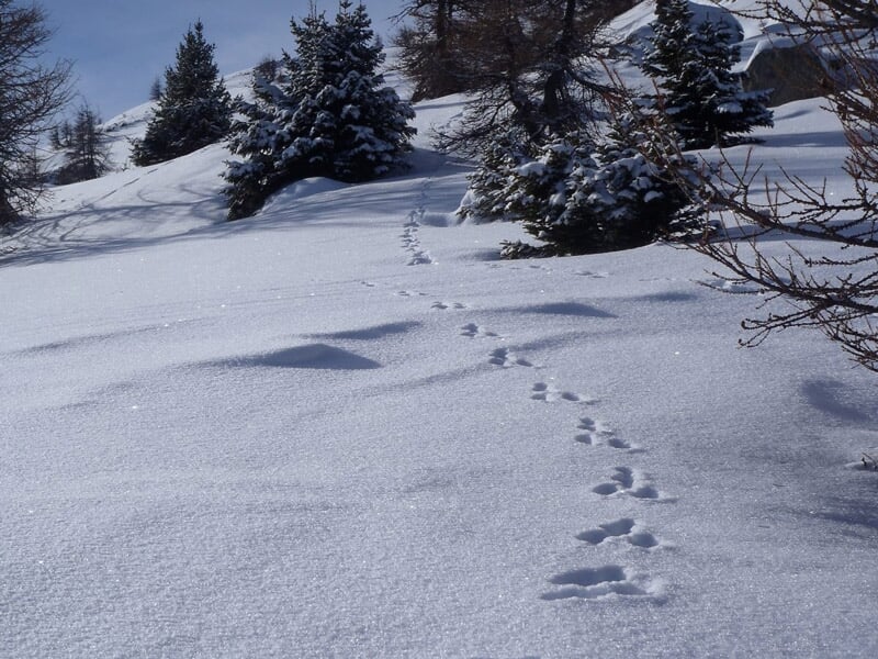 Traces d'animaux dans la neige fraîche au milieu d'un paysage montagneux avec arbres.