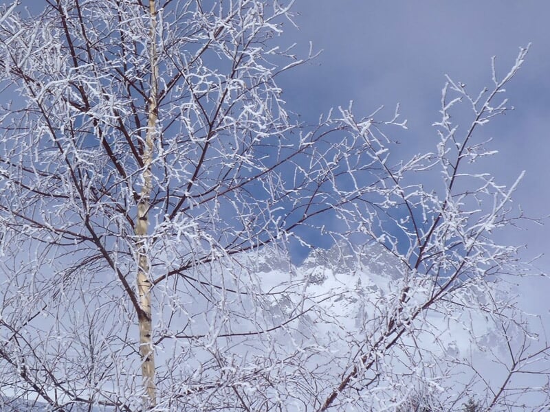 Arbre givré avec branches couvertes de glace devant un ciel bleu et montagnes enneigées.