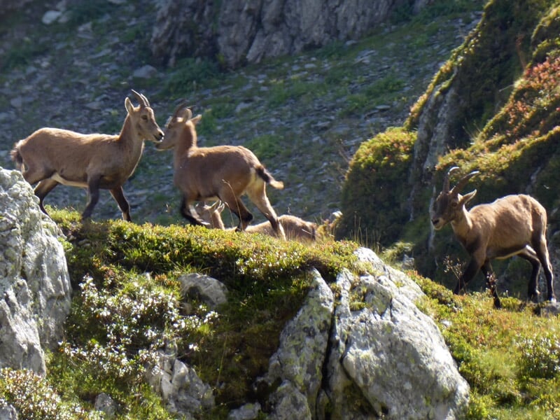 Groupe de bouquetins sur un rocher dans un paysage montagneux verdoyant et ensoleillé.