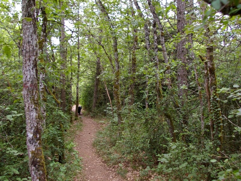 Sentier étroit traversant une forêt dense et verte avec un randonneur au loin.