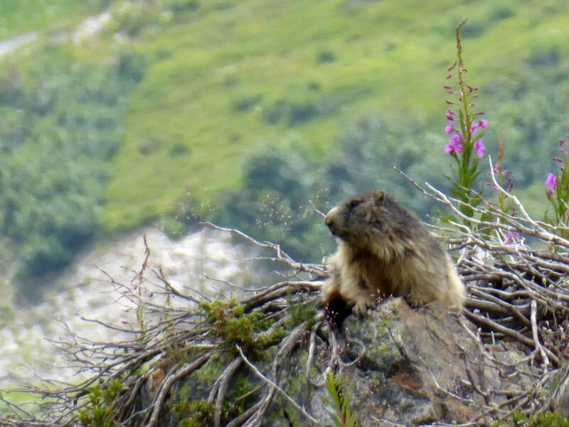Marmotte assise sur un tas de branches dans un paysage montagneux avec végétation alpine.