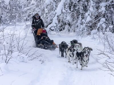 Balade en Chiens de Traîneaux ou Cani-Kart en Auvergne près d'Aurillac