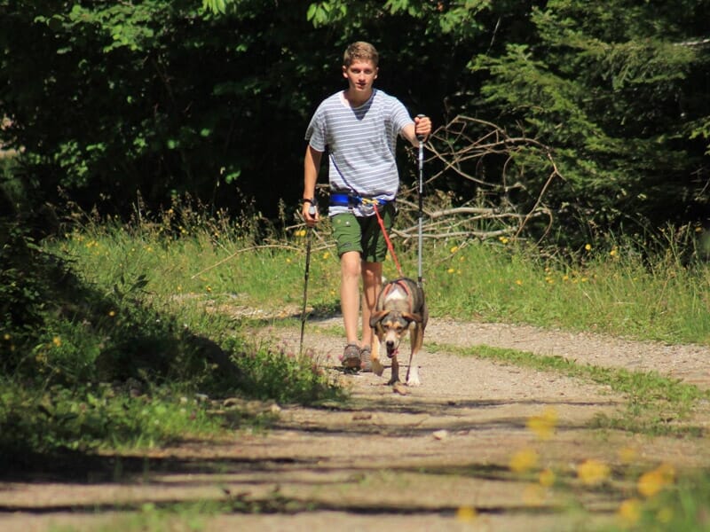 Cani-Rando en Auvergne près de Aurillac