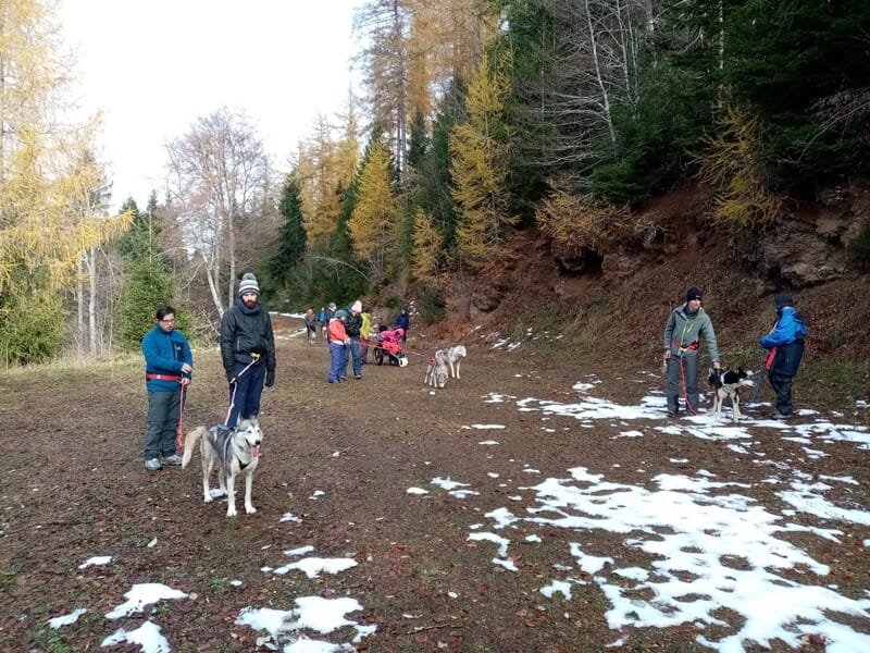 Cani-Rando en Auvergne près de Aurillac