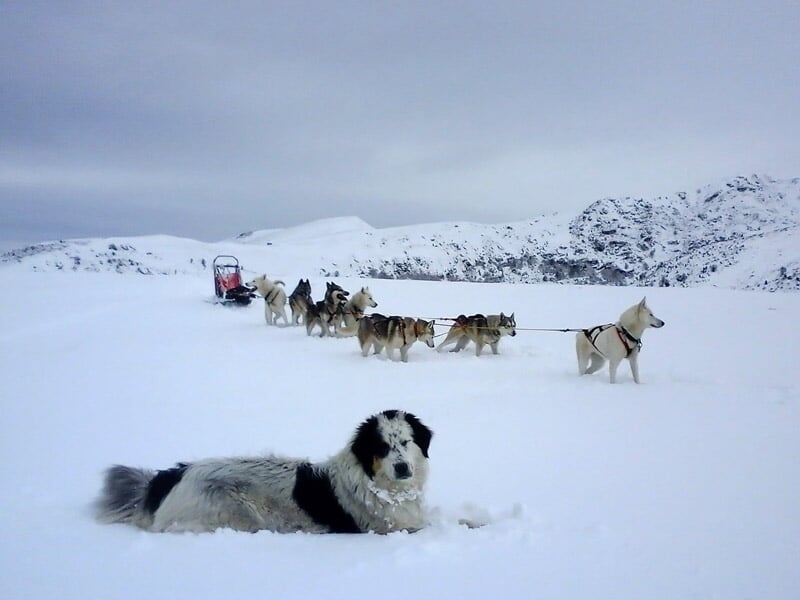 Un chien allongé dans la neige avec une équipe de chiens de traîneau et des montagnes enneigées en arrière-plan.