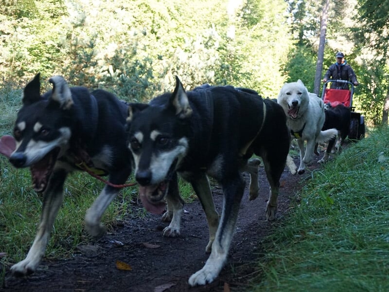 Gros plan sur deux chiens de traîneau noirs courant sur un sentier forestier avec un conducteur en arrière-plan.