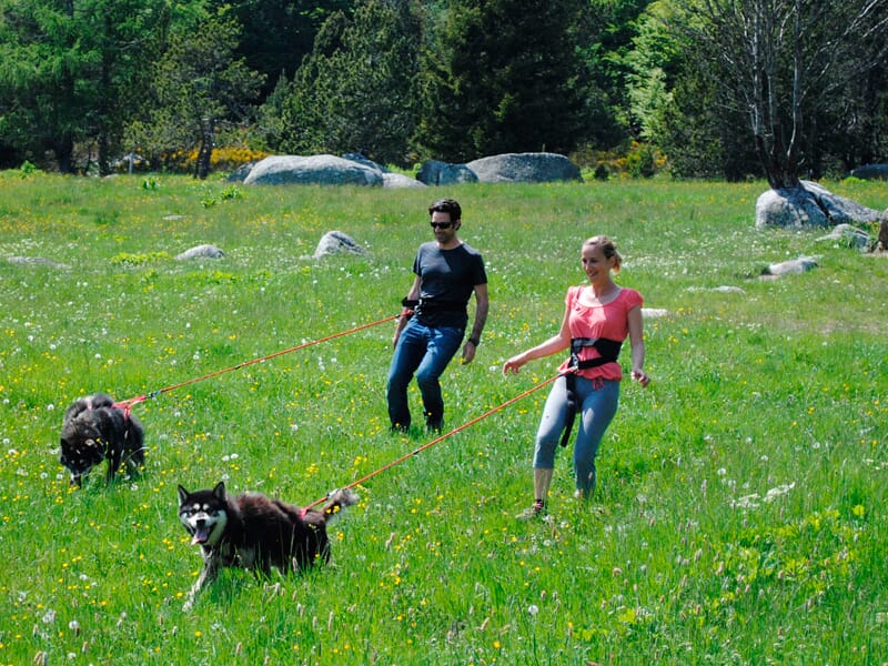 Cani-Rando en Auvergne près de Aurillac