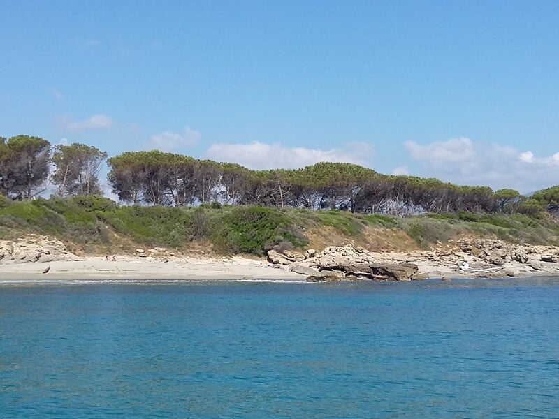 Vue d'une plage bordée d'arbres avec une mer calme sous un ciel bleu clair en Corse.