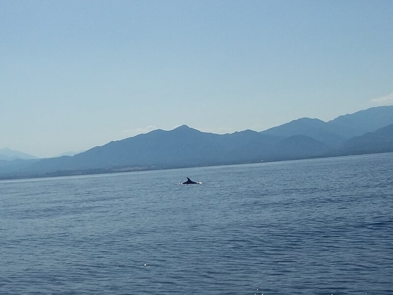 Océan avec un dauphin nageant près de la surface, montagnes en arrière-plan sous un ciel clair.