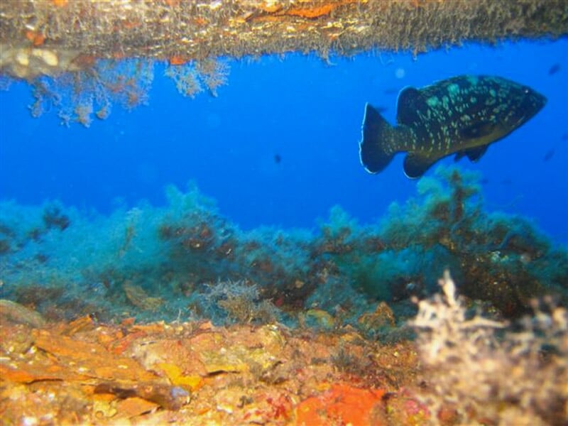Poisson coloré nageant près d'une épave sous-marine avec coraux et algues.
