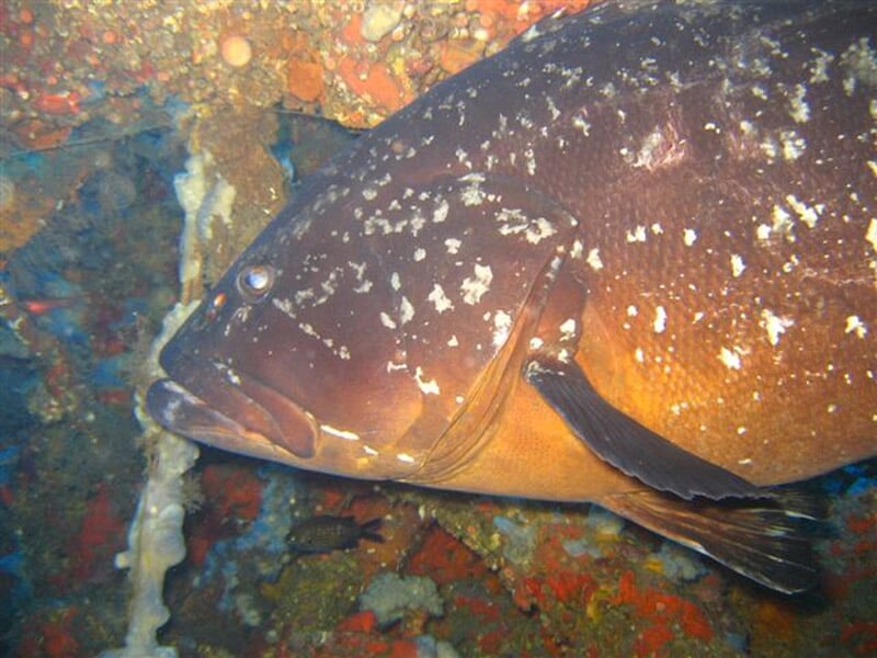 Gros poisson brun avec taches blanches dans un environnement sous-marin rocheux.