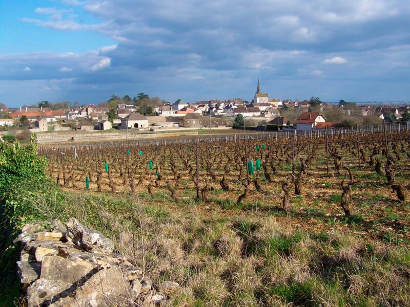 Vignoble bordé de jeunes pousses, avec un village pittoresque en arrière-plan, dominé par une église à clocher, sous un ciel partiellement nuageux.