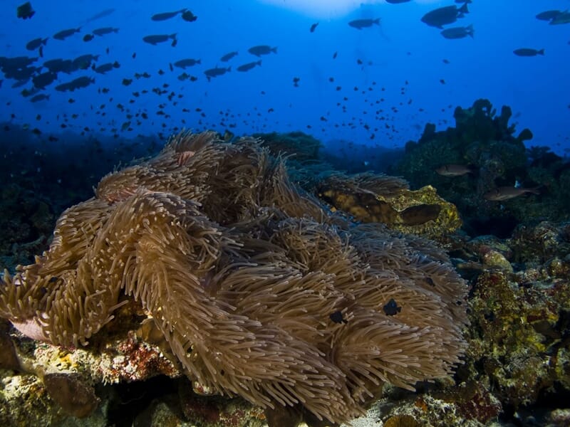 Randonnée Palmée Snorkeling à Calvi en Corse