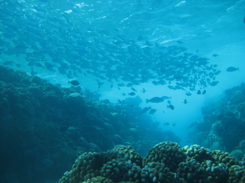 Randonnée Palmée Snorkeling à Calvi en Corse