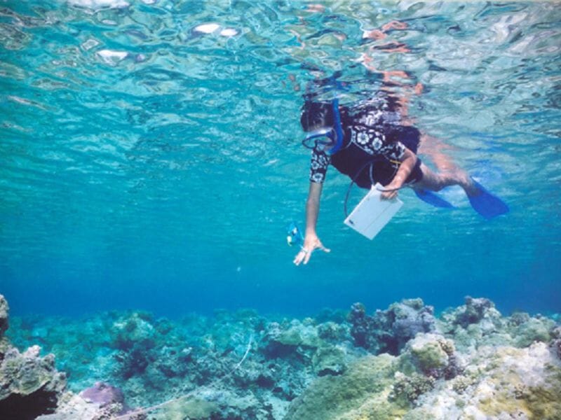 Randonnée Palmée Snorkeling à Calvi en Corse