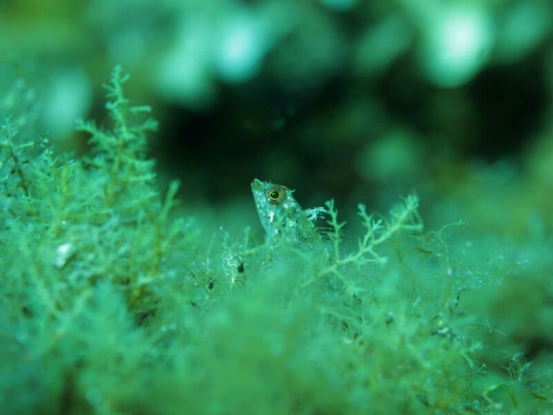 Petit poisson camouflé parmi les algues vertes sous l'eau, illustrant la biodiversité marine.