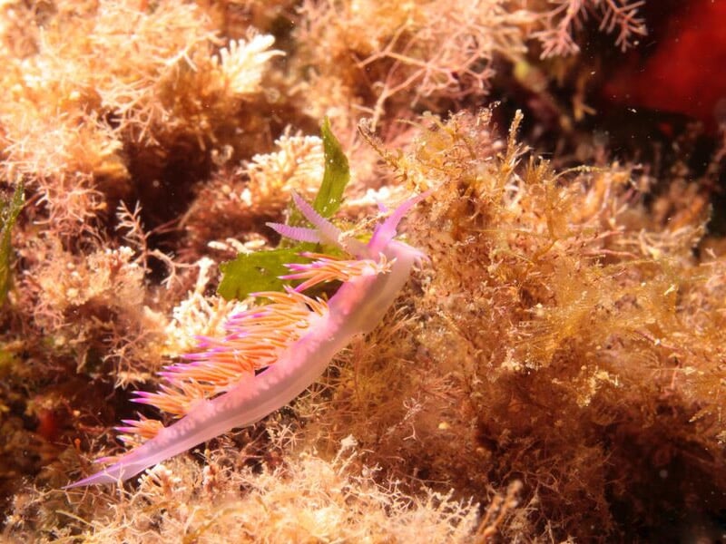 Nudibranche rose vif se déplaçant sur un fond d'algues brunes sous-marines colorées.