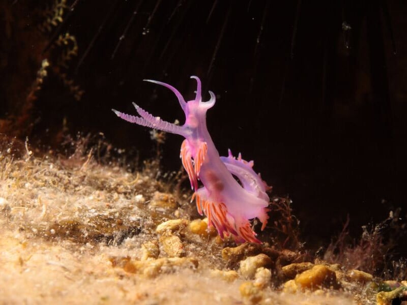 Nudibranche rose avec des appendices allongés sur un fond marin riche en algues et coraux.