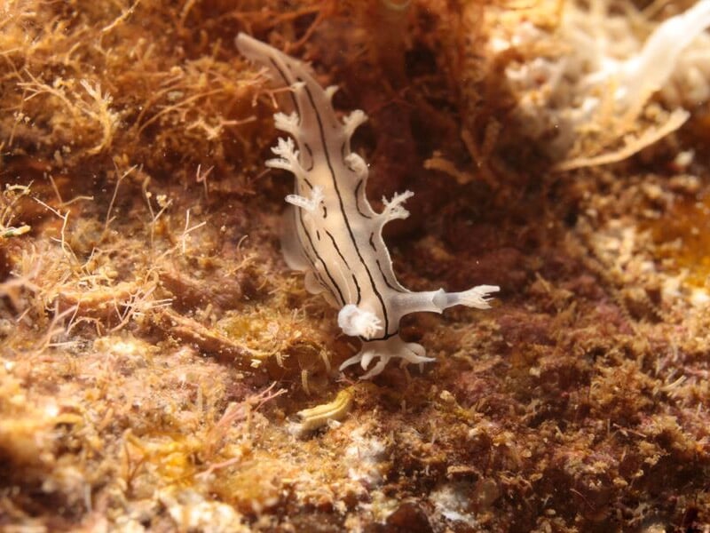 Nudibranche blanc rayé de noir évoluant sur un fond d'algues brunes sous l'eau.