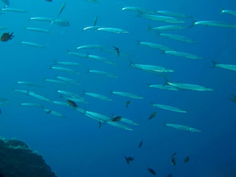 Banc de poissons argentés nageant en groupe dans une eau bleue claire en milieu marin.
