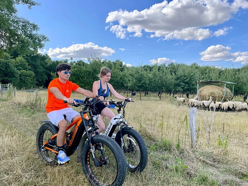 Deux jeunes à vélo électrique fat bike sur un chemin de campagne avec un troupeau de moutons à l’arrière-plan.