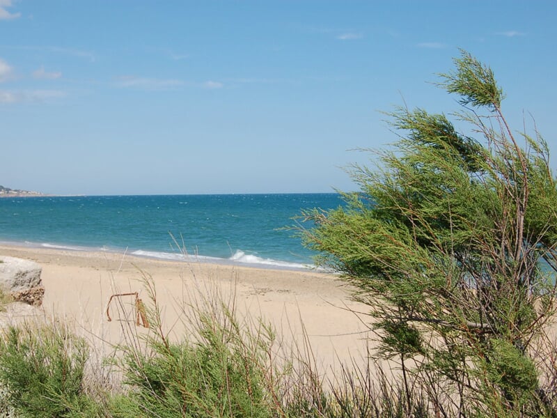 Plage de sable avec herbes hautes au premier plan et mer bleue calme sous un ciel clair.