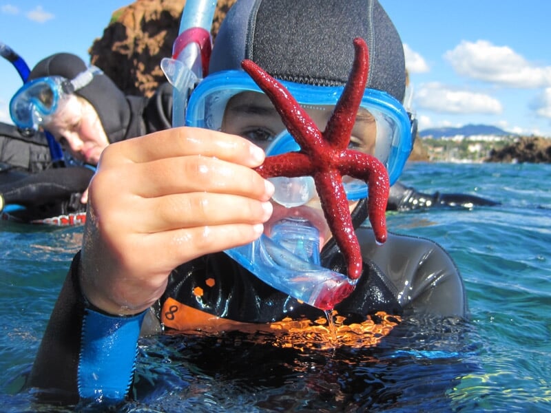 Plongeur en combinaison tenant une étoile de mer rouge lors d'une séance de baptême de plongée.