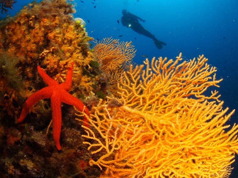 Étoile de mer rouge posée sur un corail jaune avec un plongeur en arrière-plan sous l'eau.