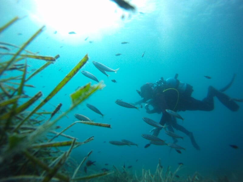 Plongeur observant un banc de petits poissons dans une eau turquoise avec des plantes marines.