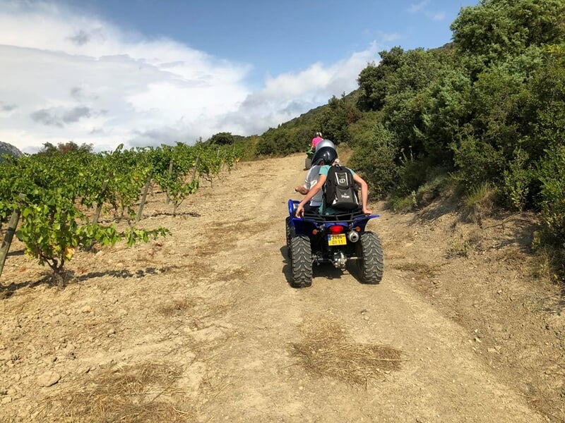 Personne en casque conduisant un quad sur un chemin de terre entre des vignes et des buissons verts.
