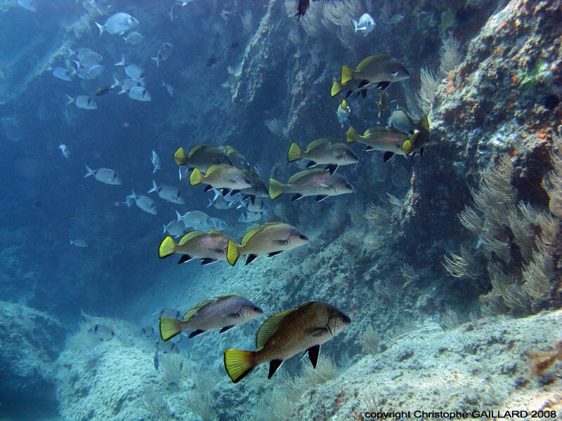Groupe de poissons jaunes et noirs nageant près d'un récif sous-marin rocheux.