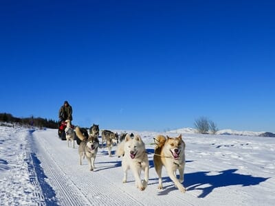 Chien de Traîneau et Raquettes à Neige en Ariège