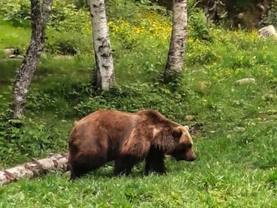 Séjour Randonnée en Ariège - À l'Affût de l'Ours des Pyrénées