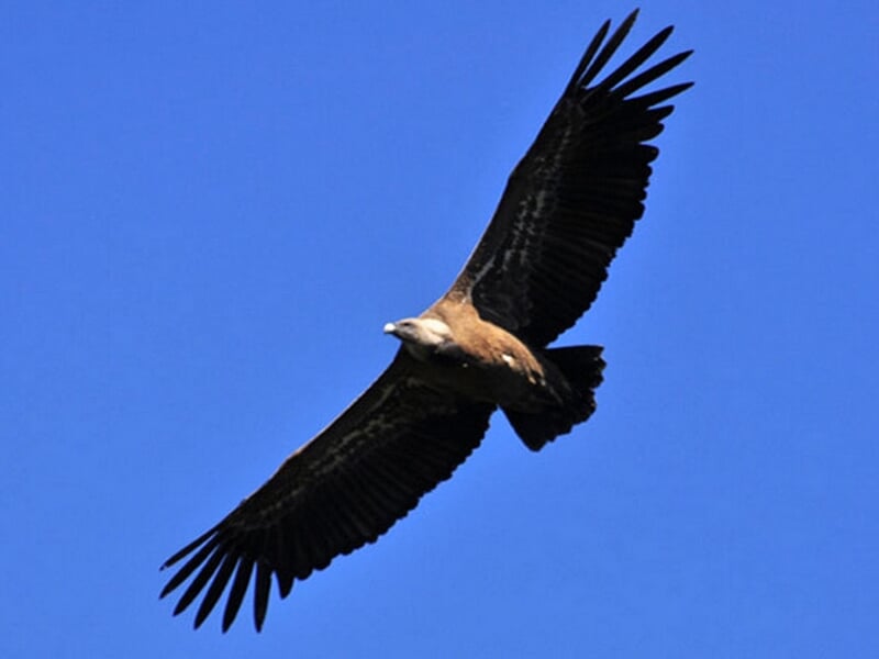 Un grand vautour en vol plané avec les ailes déployées sur un ciel bleu clair sans nuages.