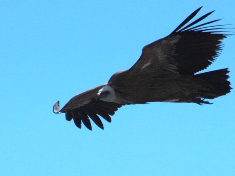Vautour en vol avec les ailes étendues, sur fond de ciel bleu lumineux et dégagé.