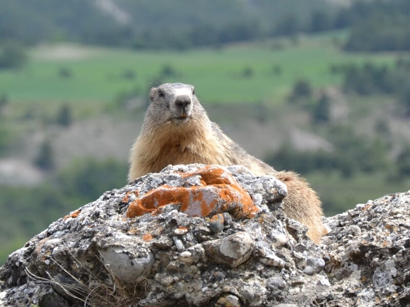 Marmotte posée sur un rocher, observant son environnement naturel en montagne.