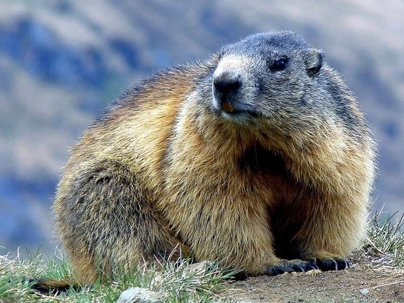 Gros plan d'une marmotte assise sur le sol, avec un pelage épais et un arrière-plan flou.