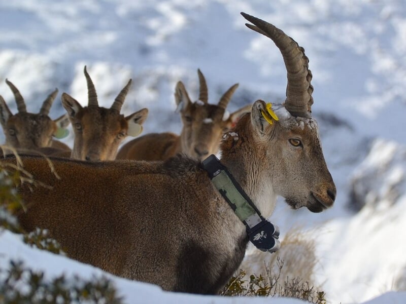 Groupe de bouquetins dans un paysage enneigé, un bouquetin avec un collier GPS au premier plan.
