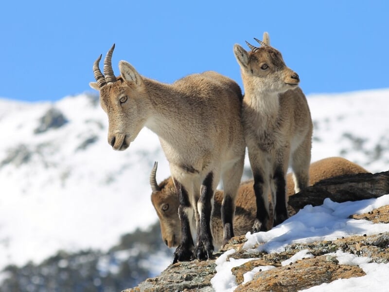 Trois bouquetins sur un rocher enneigé, observant leur environnement sous un ciel bleu clair.
