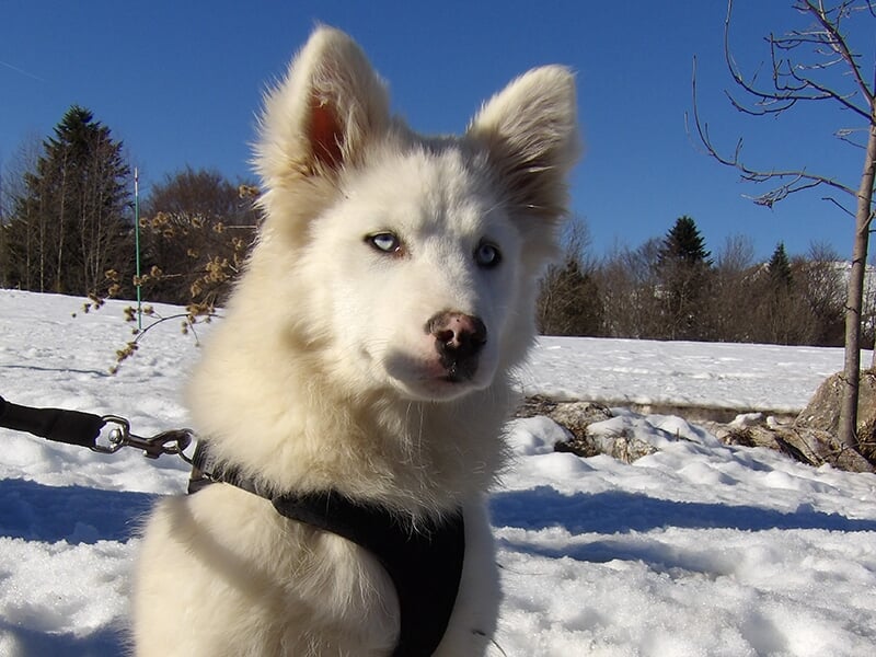 Un chiot husky blanc avec des yeux bleus perçants, assis dans la neige sous un ciel dégagé.