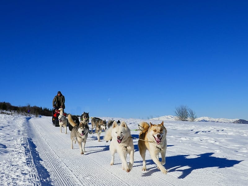 Une équipe de chiens de traîneau tirant un attelage sur une piste enneigée, sous un ciel bleu.