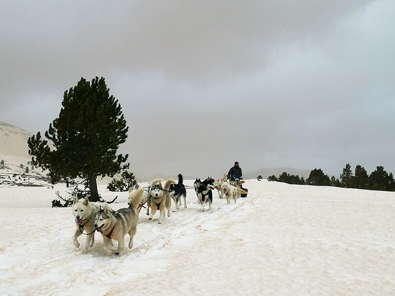 Un attelage de chiens de traîneau progressant dans la neige sous un ciel nuageux.
