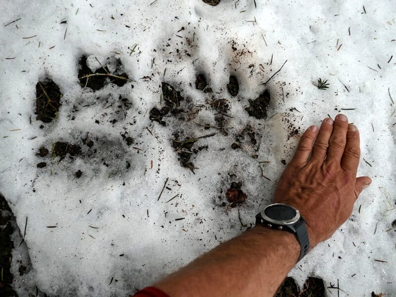 Empreintes d'ours dans la neige comparées à la main d'un homme portant une montre noire au poignet.