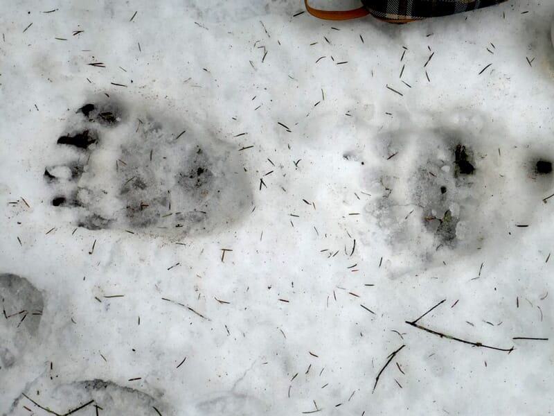 Traces d'empreintes d'ours visibles dans la neige blanche, montrant la taille et la forme des pattes.