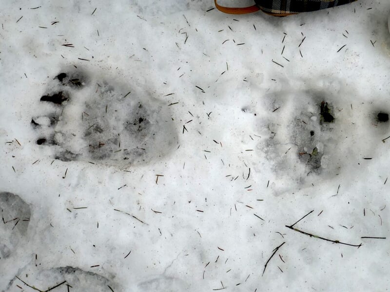 Traces d'empreintes d'ours visibles dans la neige blanche, montrant la taille et la forme des pattes.