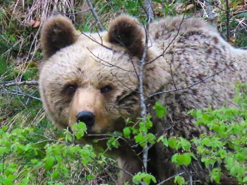Gros plan sur la tête d'un ours brun regardant à travers des branches vertes dans un environnement forestier.
