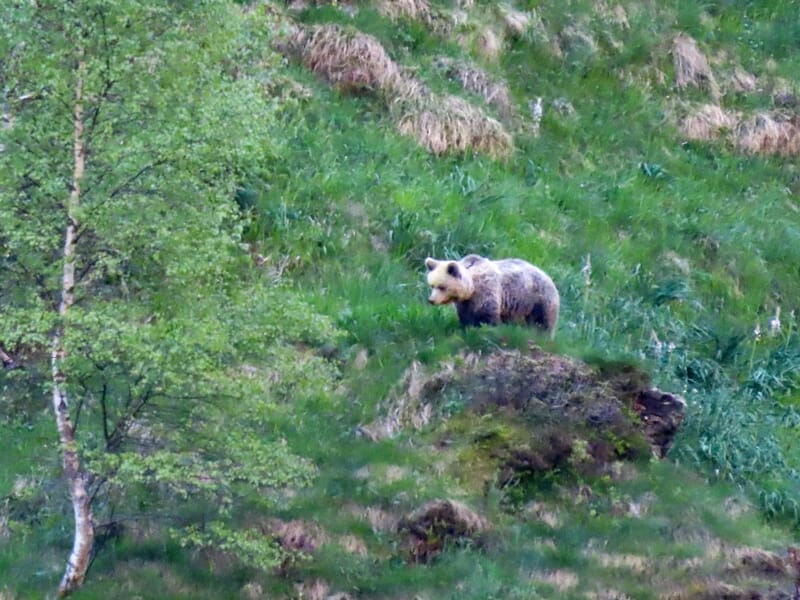 Ours brun debout sur un rocher dans une forêt verdoyante, entouré d'arbres et de végétation dense.