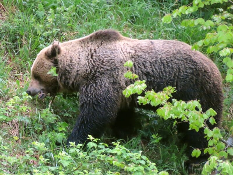 Ours brun marchant dans une forêt dense, partiellement caché par des branches et des feuilles vertes.