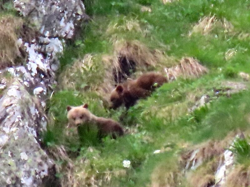 Deux oursons bruns jouant sur une pente herbeuse avec des rochers et de la végétation autour d'eux.